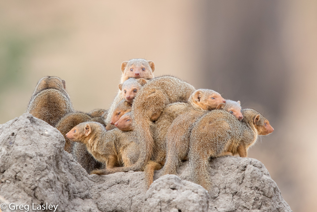 Mongooses
