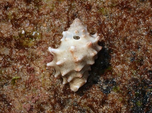 Mancinella echinulata, 2023-05-03