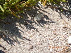 Dasymutilla gloriosa