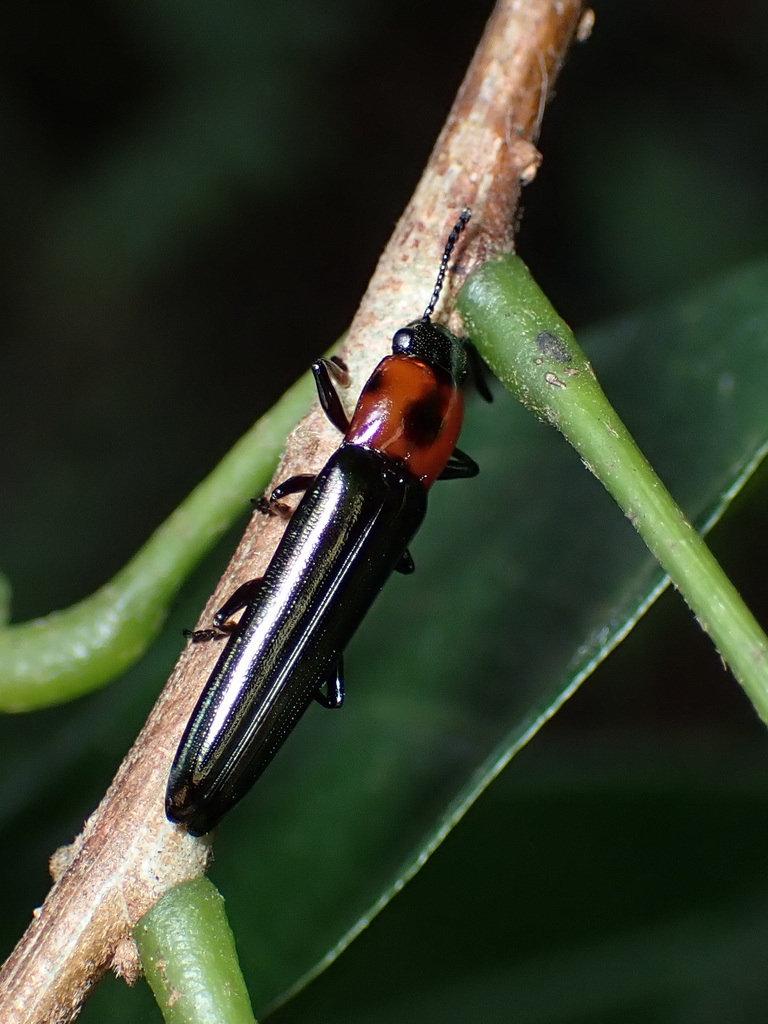 Lizard Beetles from 香港大埔滘 on April 30, 2023 at 10:10 AM by Jan Ho ...