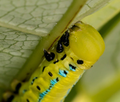 Macroglossum passalus