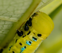 Macroglossum passalus