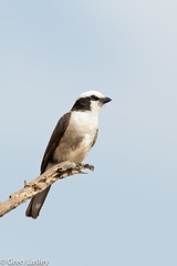 Eurocephalus ruppelli