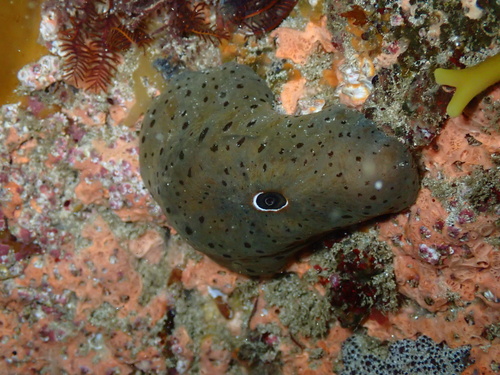 Pupillaea aperta (G.B.Sowerby I, 1825)