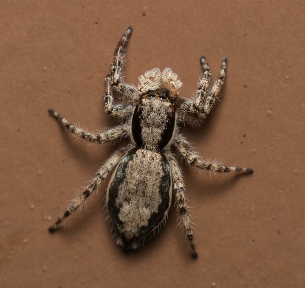 Araña saltarina gris de pared (Arácnidos de la Peninsula de Yucatán ...