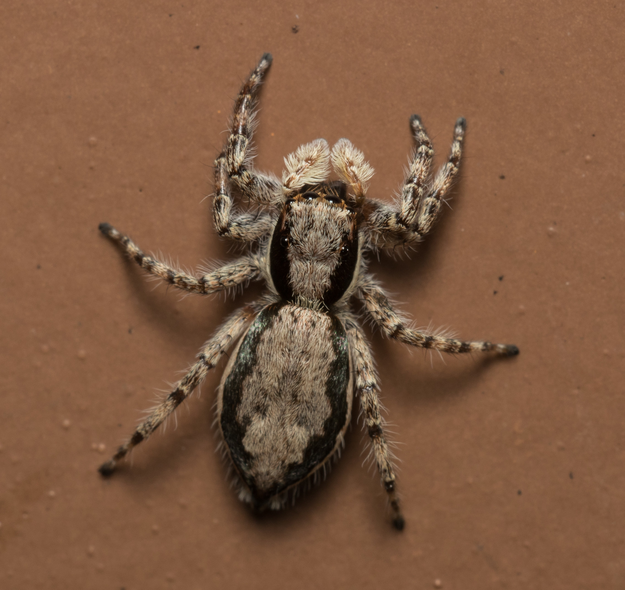 jumping spiders - Menemerus bivittatus and Plexippus paykulli