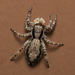 Araña Saltarina Gris de Pared - Photo (c) portioid, algunos derechos reservados (CC BY-SA), subido por portioid