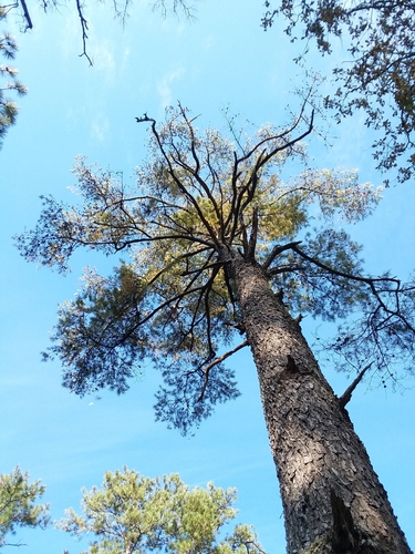 Spruce pine (Pinus glabra)