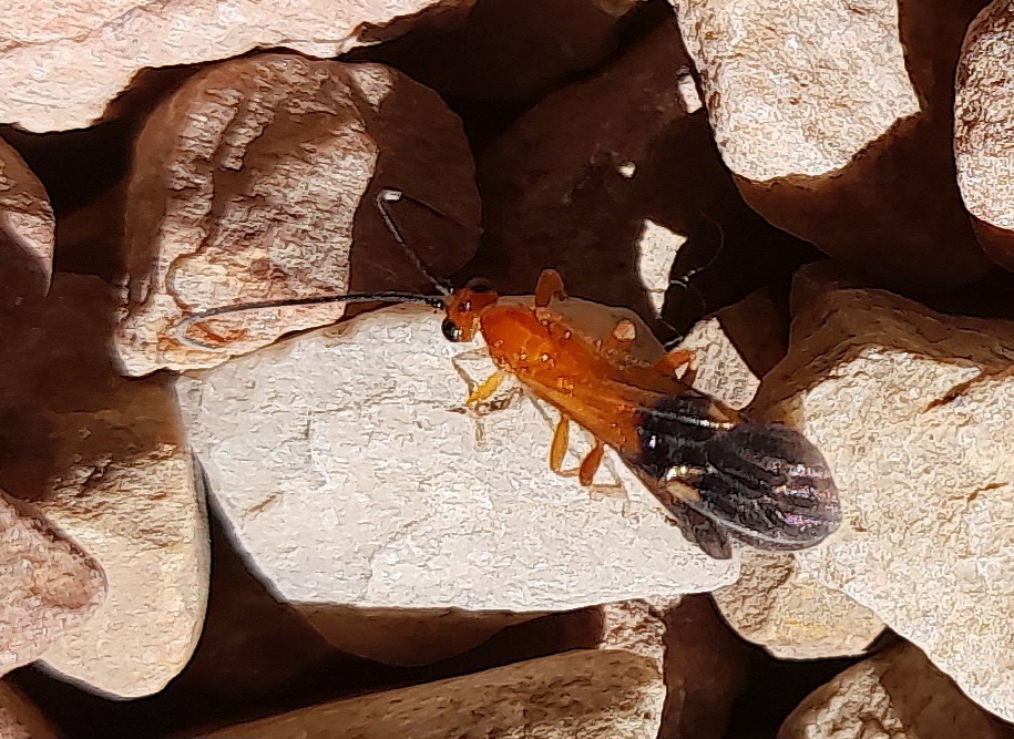 Ichneumonid and Braconid Wasps from Suurbraak, 6743, South Africa on ...