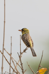 Trachyphonus darnaudii