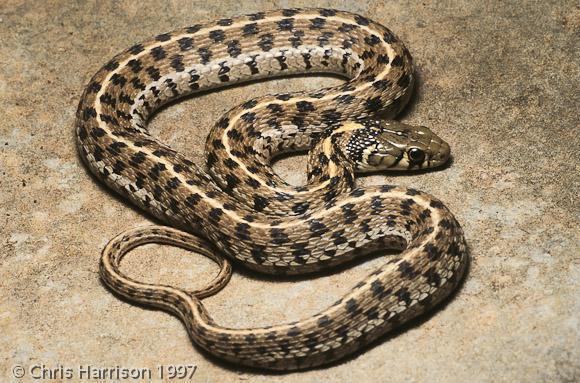 Checkered Garter Snake (Snakes Of The Texas And Oklahoma Panhandles And ...