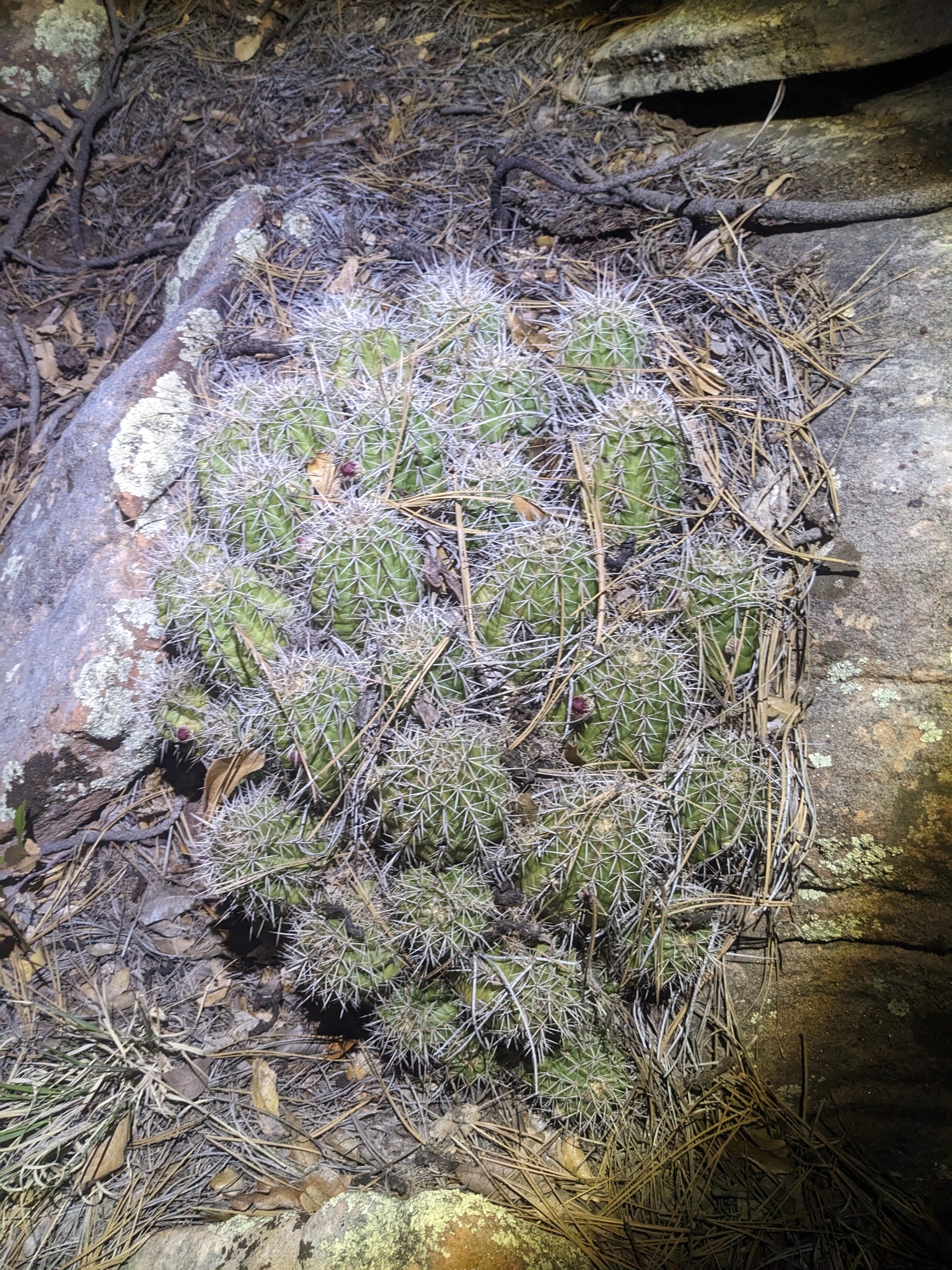Echinocereus bakeri | Botanico Hub