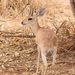 Tropical Steenbok - Photo (c) Greg Lasley, some rights reserved (CC BY-NC), uploaded by Greg Lasley