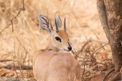 Raphicerus campestris neumanni