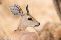 Raphicerus campestris neumanni