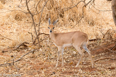 Raphicerus campestris neumanni