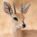 Grysboks and Steenboks - Photo (c) Greg Lasley, some rights reserved (CC BY-NC), uploaded by Greg Lasley
