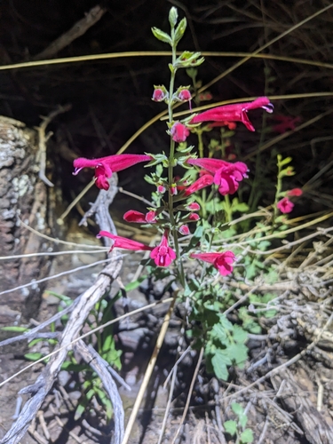 Image of Salvia henryi by (c) Alina Martin, some rights reserved (CC BY)