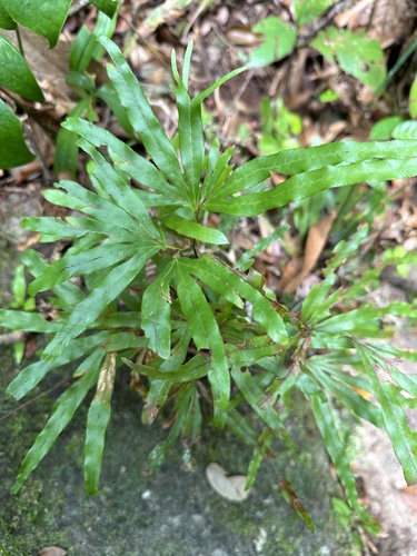 Lygodium longifolium (Lygodium longifolium)