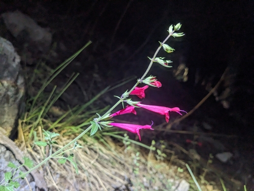 Image of Salvia henryi by (c) Alina Martin, some rights reserved (CC BY)