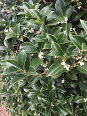 Osmanthus