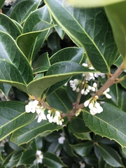 Osmanthus