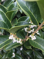 Osmanthus