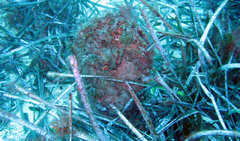 Pinna nobilis
