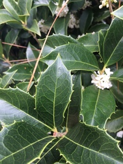 Osmanthus