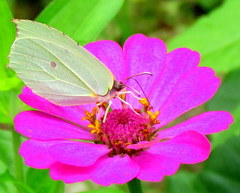 Gonepteryx nepalensis