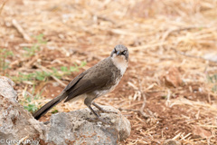 Turdoides hypoleuca