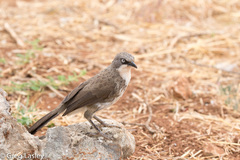Turdoides hypoleuca