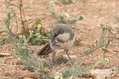 Turdoides hypoleuca