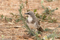 Turdoides hypoleuca