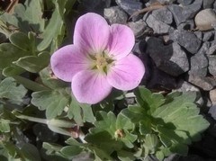 Geranium traversii