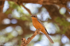 Melaenornis semipartitus