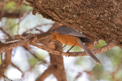 Melaenornis semipartitus