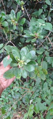 Image of Diospyros villosa by (c) Mmatjie Mashao, some rights reserved (CC BY-SA)