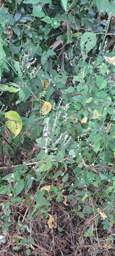 Image of Isoglossa woodii by (c) Mmatjie Mashao, some rights reserved (CC BY-SA)