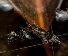 Limnogonus fossarum