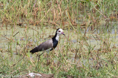 Vanellus crassirostris