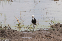Vanellus crassirostris