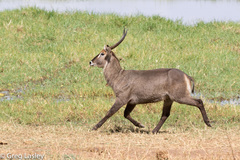 Kobus ellipsiprymnus