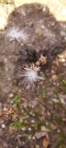 Image of Eriospermum capense by (c) Wessel Pretorius, some rights reserved (CC BY-SA)