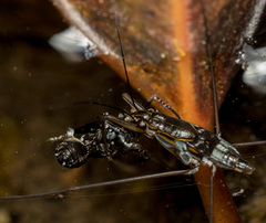 Limnogonus fossarum