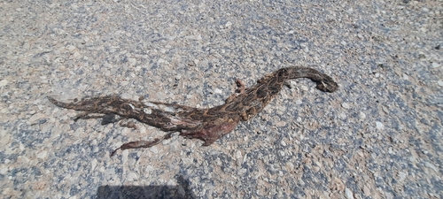 Somali Puff Adder