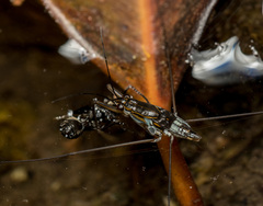Limnogonus fossarum