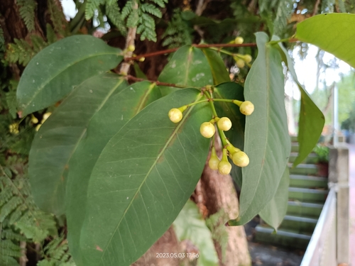 Syzygium samarangense