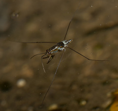 Limnogonus fossarum