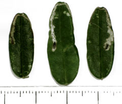 Liriomyza clianthi